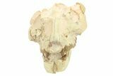 Fossil Oreodont (Leptauchenia) Skull - South Dakota #263493-7